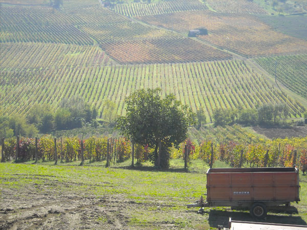 The Vineyards of Torre Fornello