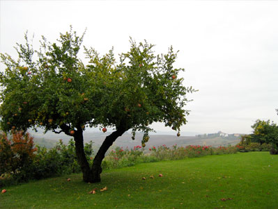 Il Giardino di Torre Fornello