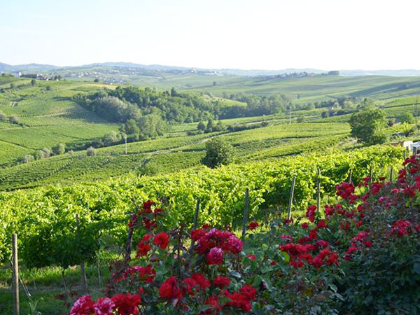 I Vigneti di Torre Fornello