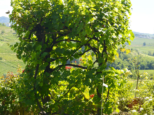 I Vigneti di Torre Fornello