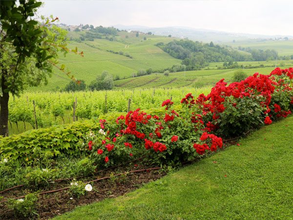 I Vigneti di Torre Fornello