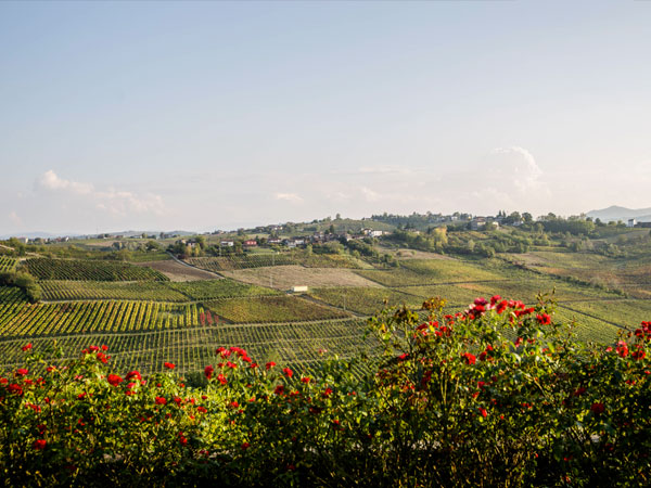 I Vigneti di Torre Fornello