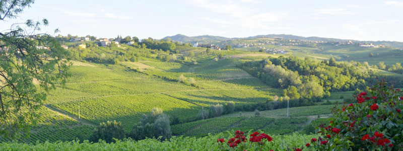 I Vigneti di Torre Fornello